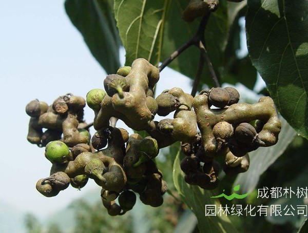 金钩梨如何栽培？种植技巧有哪些？