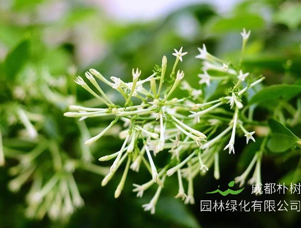 夜来香花的功效与作用有哪些？