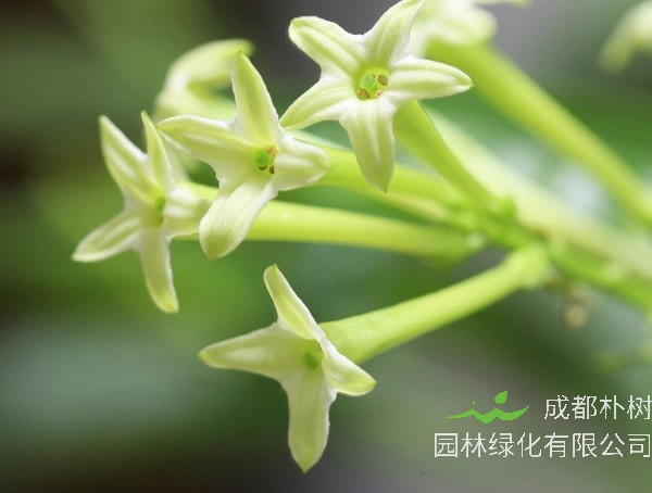 夜来香花什么时候晚上开花？