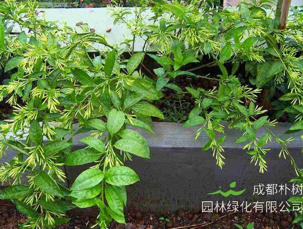 夜来香花图片大全，最新夜来香花图片欣赏