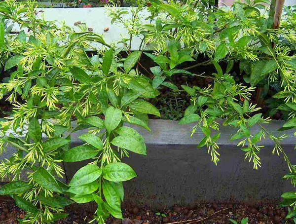 夜来香花图片大全，最新夜来香花图片欣赏