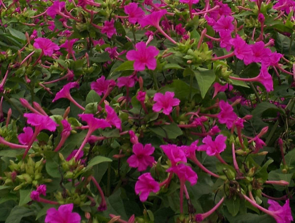 夜来香有毒吗？为什么还养？