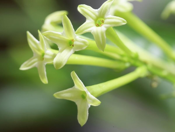夜来香花什么时候晚上开花？