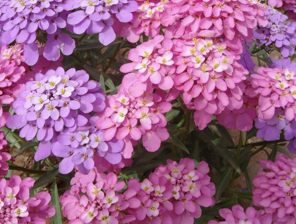 蜂室花种子的种植方法有哪些？