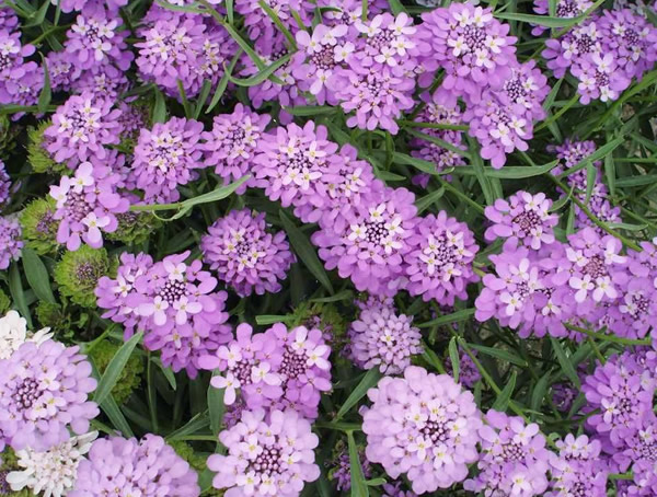 蜂室花有毒吗？可以种在室内么？