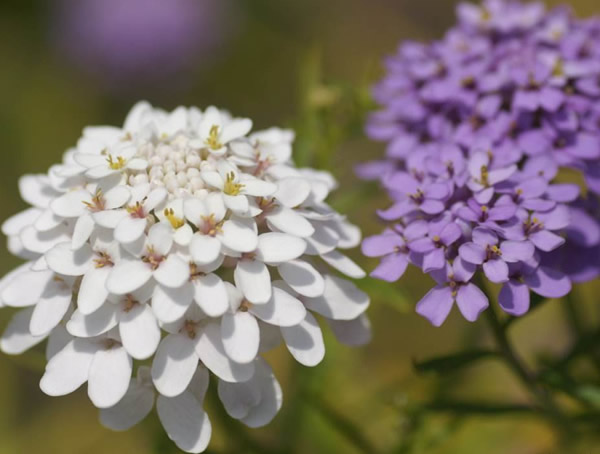蜂室花什么时候播种最好？