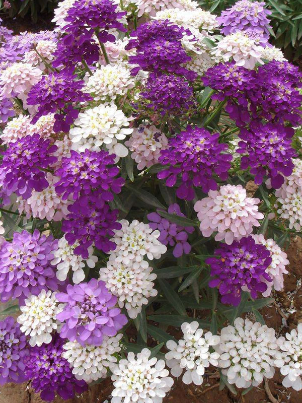 蜂室花的花语是什么？有哪些象征意义？