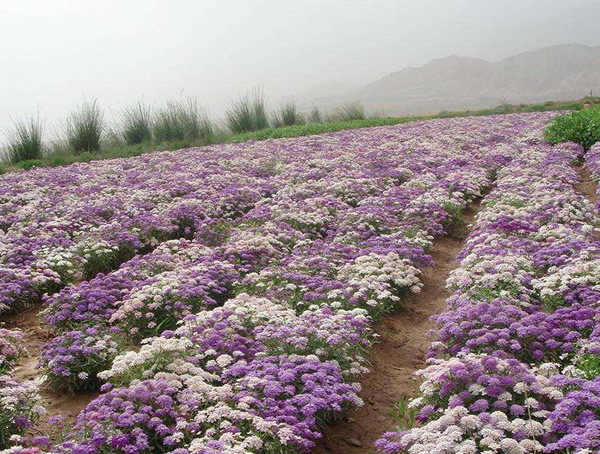 蜂室花花期多长？开花时间是几月？