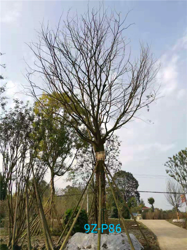 皂角树功效与作用有哪些？