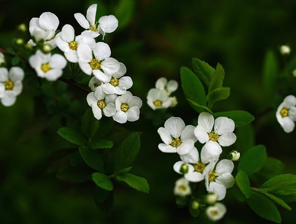 雪柳唯美图片大全，最新雪柳图片欣赏