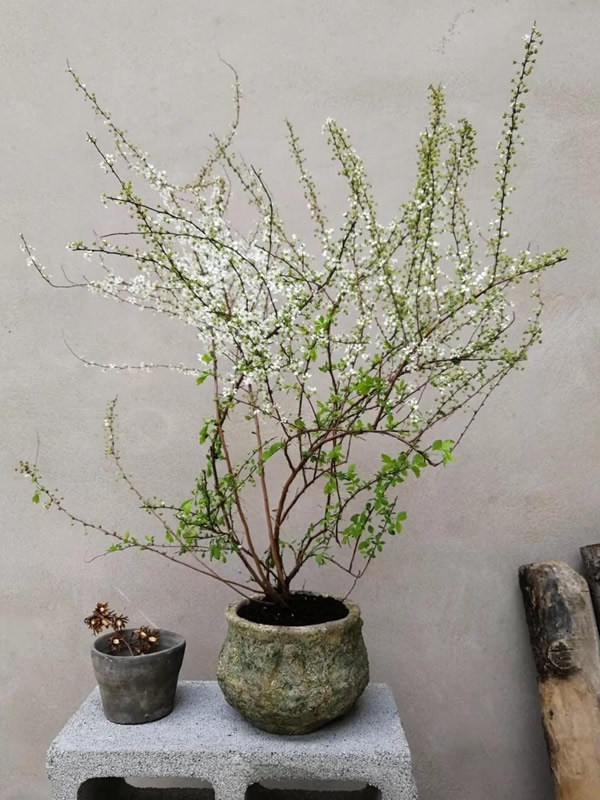 雪柳的花语什么意思？有哪些寓意？