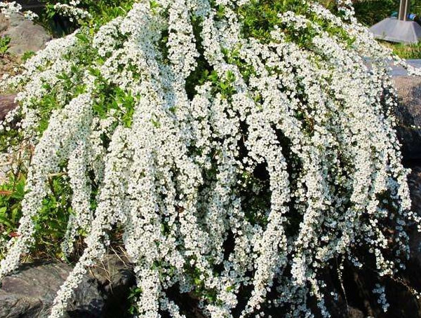 雪柳怎么养？适合家庭的养法介绍