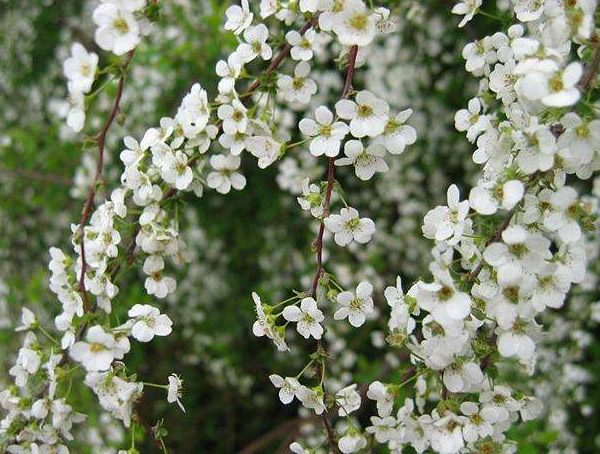 雪柳扦插的存活率高吗？