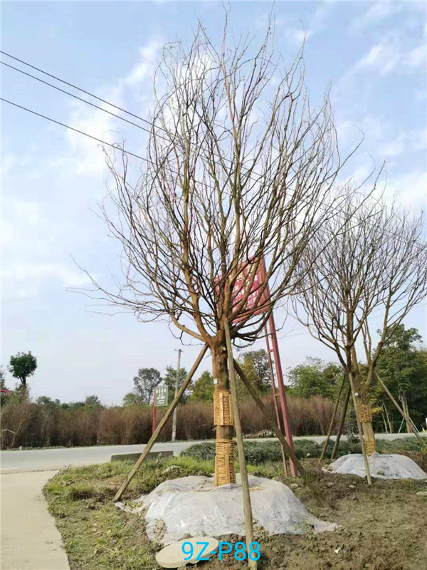 皂角树那些地方有？