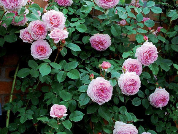 高威月季的优缺点有哪些？