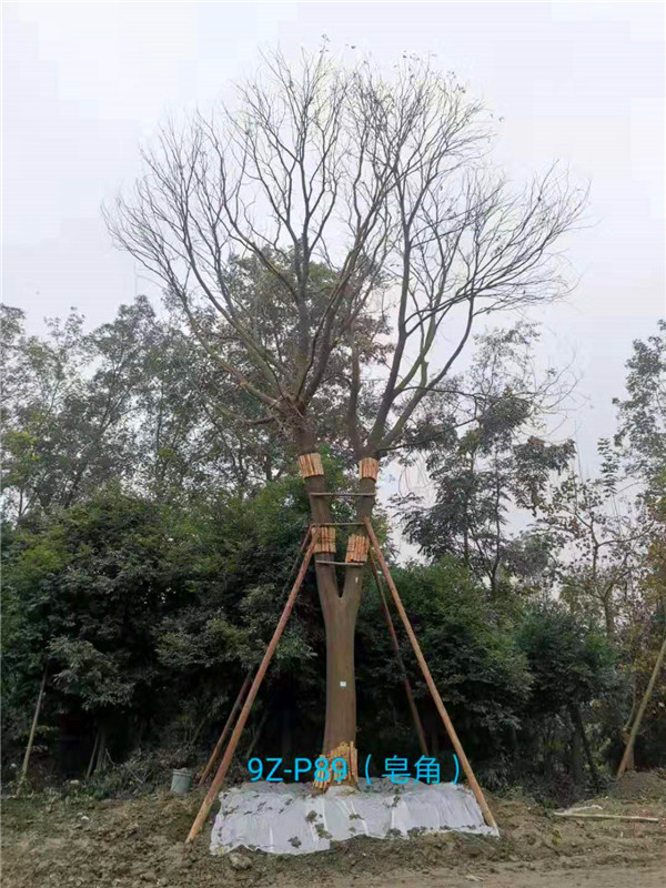 皂角树为什么长刺？