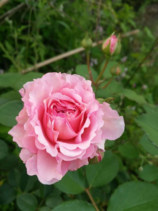 高威月季如何修剪比较好看？