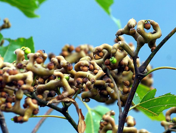 金钩梨怎么吃效果最好？