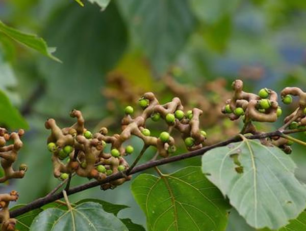 金钩梨泡酒有什么功效？