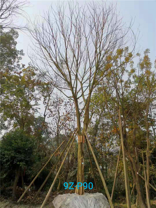 皂角树怎么种植（繁殖）？