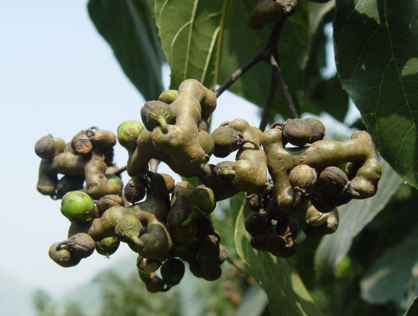 金钩梨如何栽培？种植技巧有哪些？