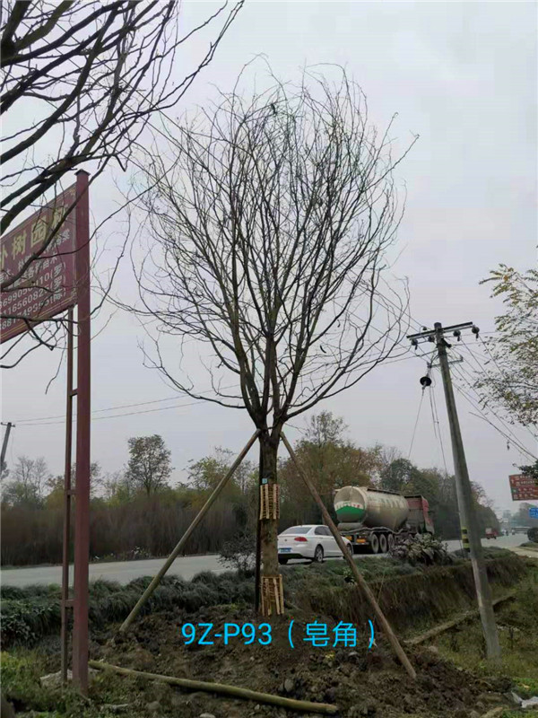 皂角树怎么样治病？