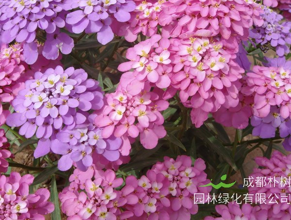 蜂室花种子的种植方法有哪些？