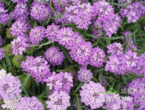 蜂室花有毒吗？可以种在室内么？