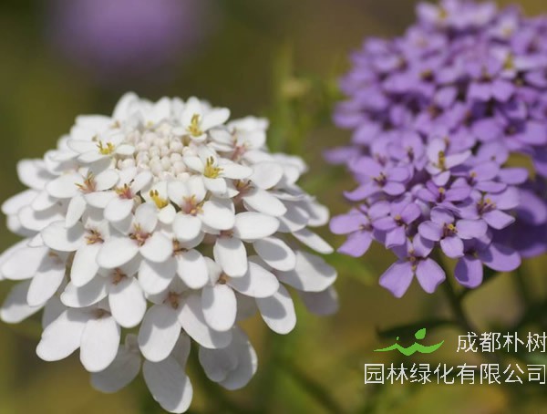蜂室花什么时候播种最好？
