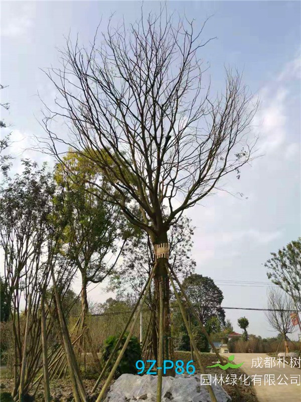 皂角树功效与作用有哪些？