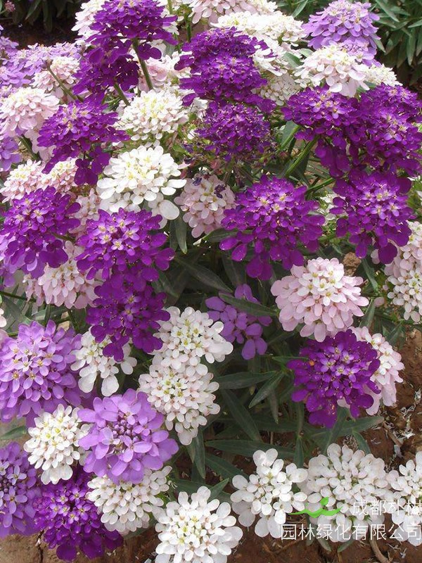 蜂室花的花语是什么？有哪些象征意义？