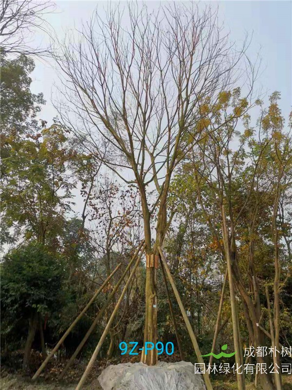 皂角树怎么种植（繁殖）？