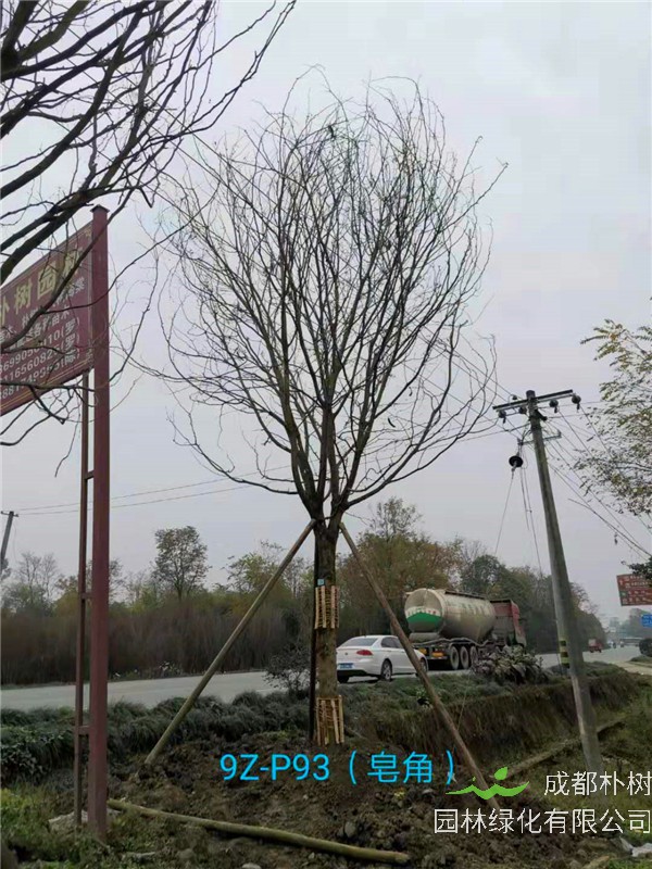 皂角树怎么样治病？