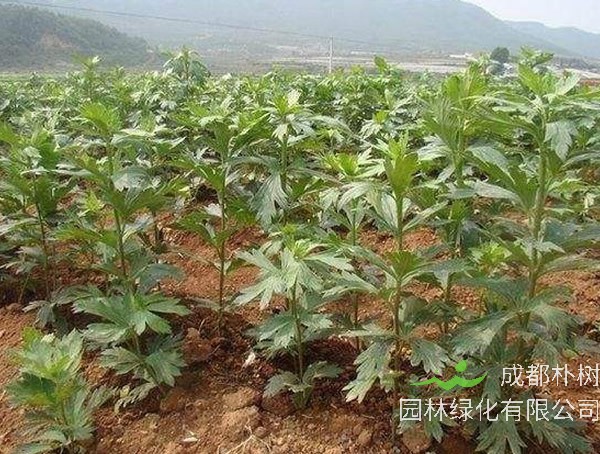 补肾草的种植有哪些技巧和注意事项？