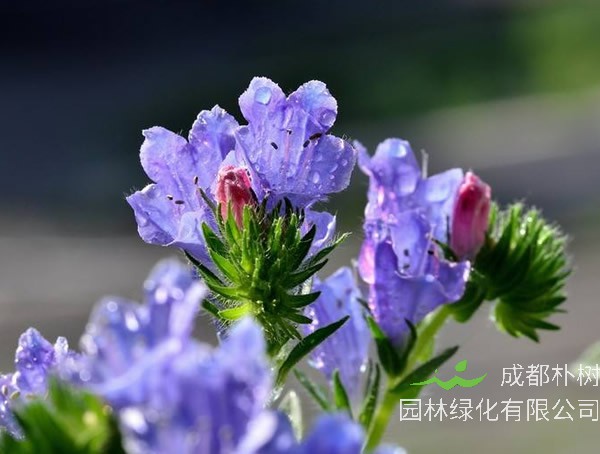 蓝蓟花的花语和象征意义是什么？