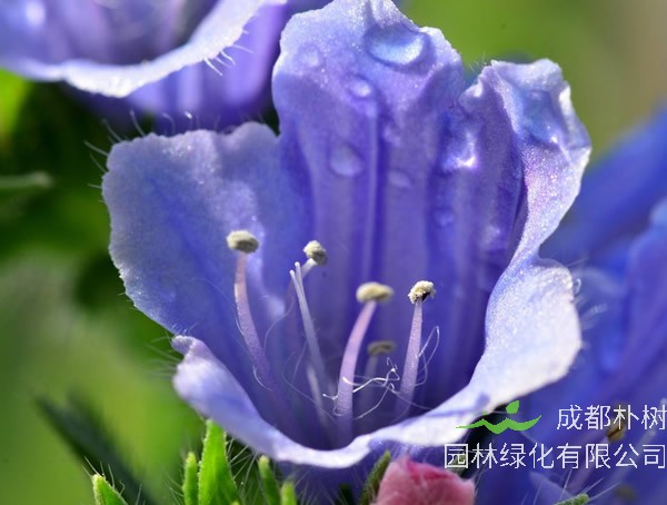 蓝蓟花什么时候播种？最佳的播种时间是几月？