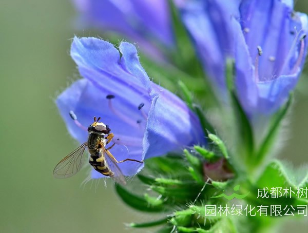蓝蓟花期是什么时间？几月份开花最好看？