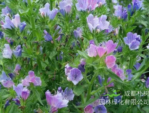 蓝蓟花有什么用？有哪些价值？