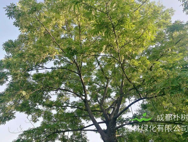 枫杨树是否可以做庭院树？