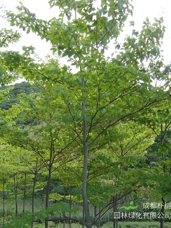 枫杨树扦插季节是什么时候？