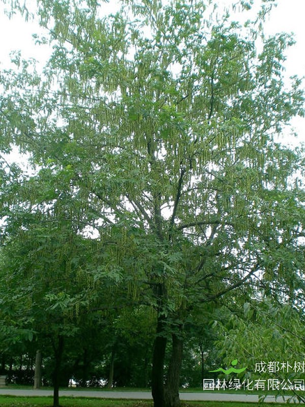 枫杨树秋天移栽可以吗？