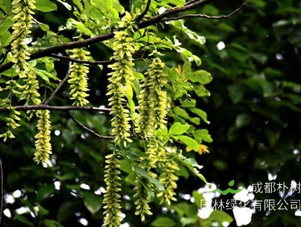 枫杨树的树皮为什么会裂开？