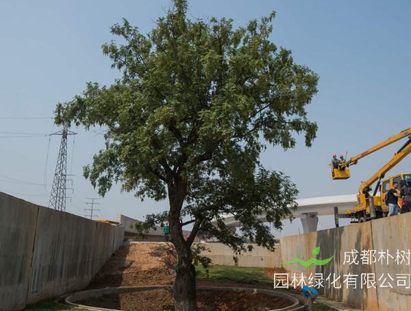 枫杨树如何育苗效果最好？