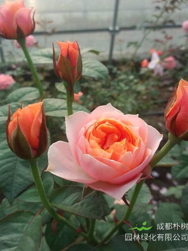 温柔珊瑚心月季怎么样？有哪些特点？