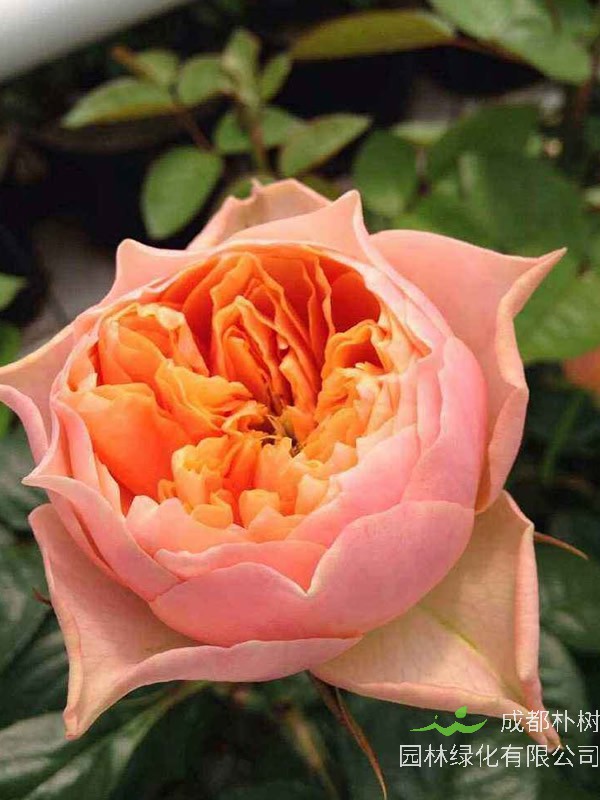 温柔珊瑚心月季有多高？