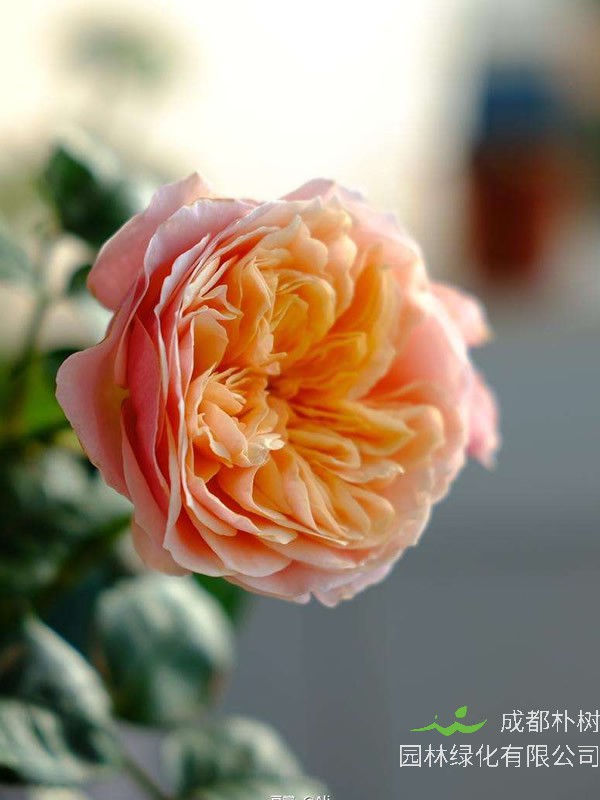 温柔珊瑚心月季是灌木植物吗？