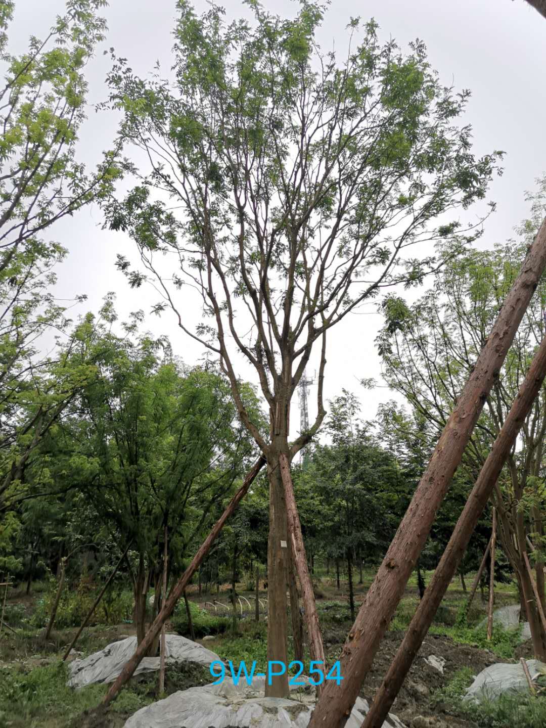 如何区别榉树与朴树？