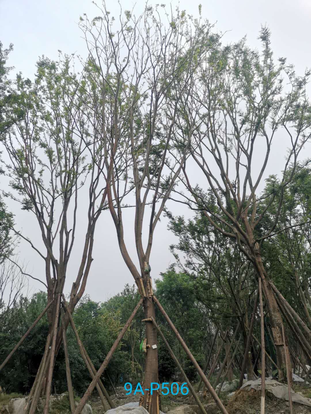 如何养护朴树盆景？