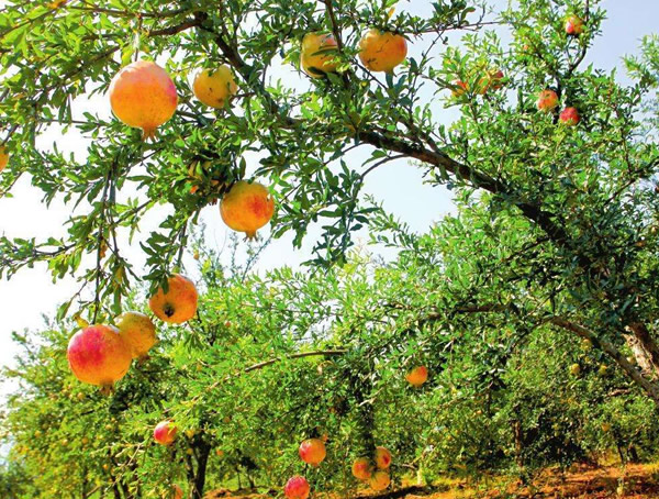 适合种在庭院里五大风水树