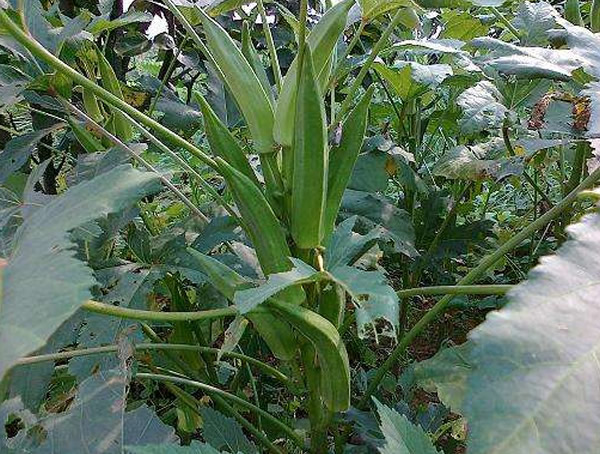 补肾草为什么叫补肾草？